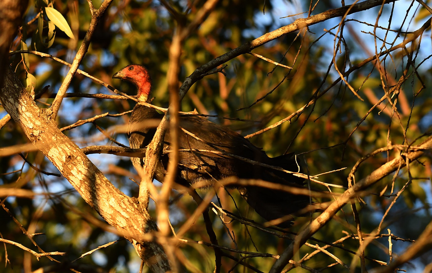 Brushturkey BushBlitz