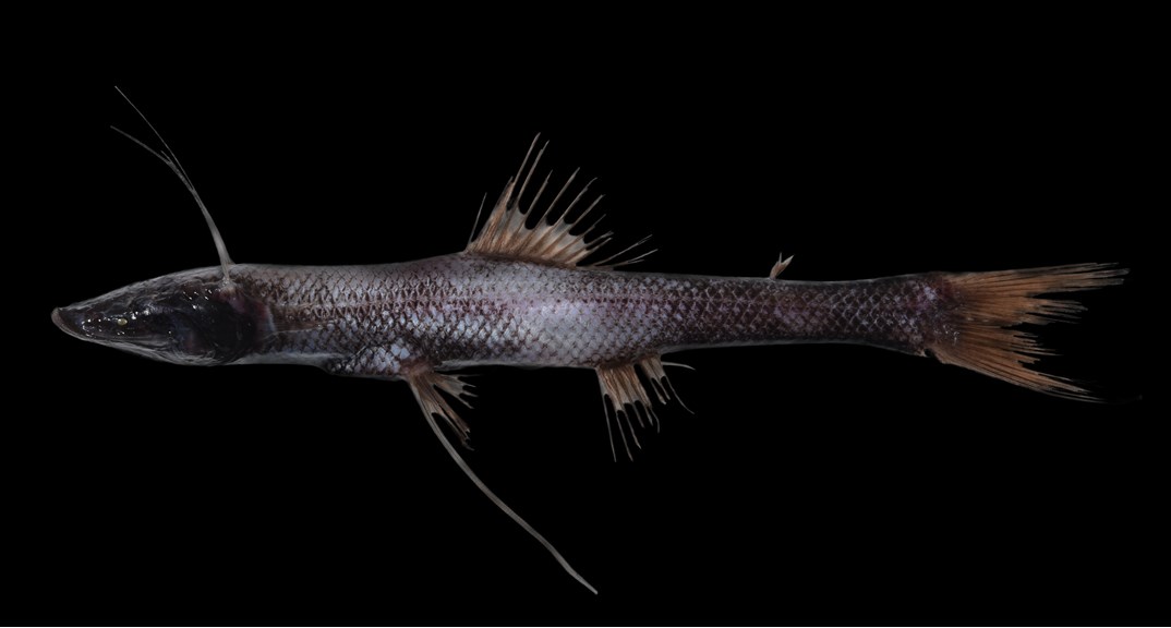 tripodfish BushBlitz