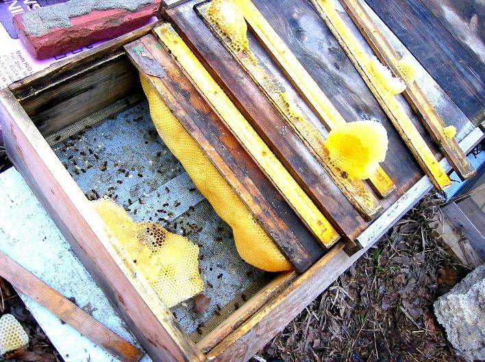 Beekeeping in top bar hives, Michael Bush