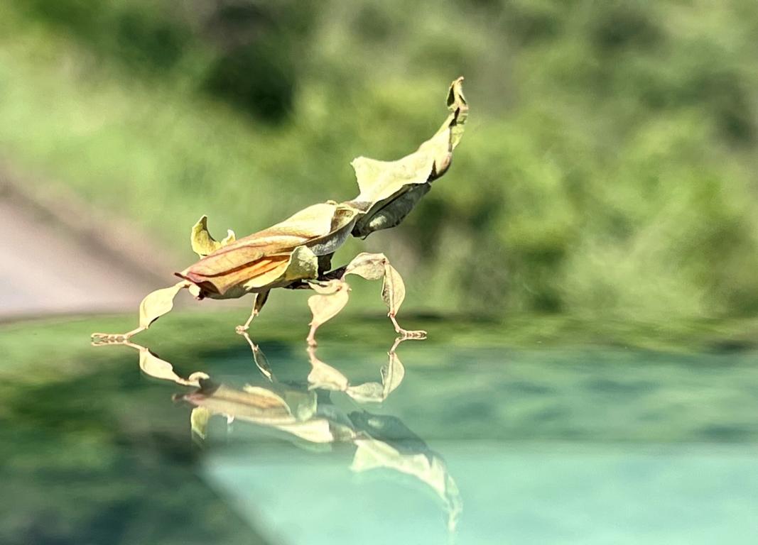 Ghost Mantises are impressive insects Bushguide 101