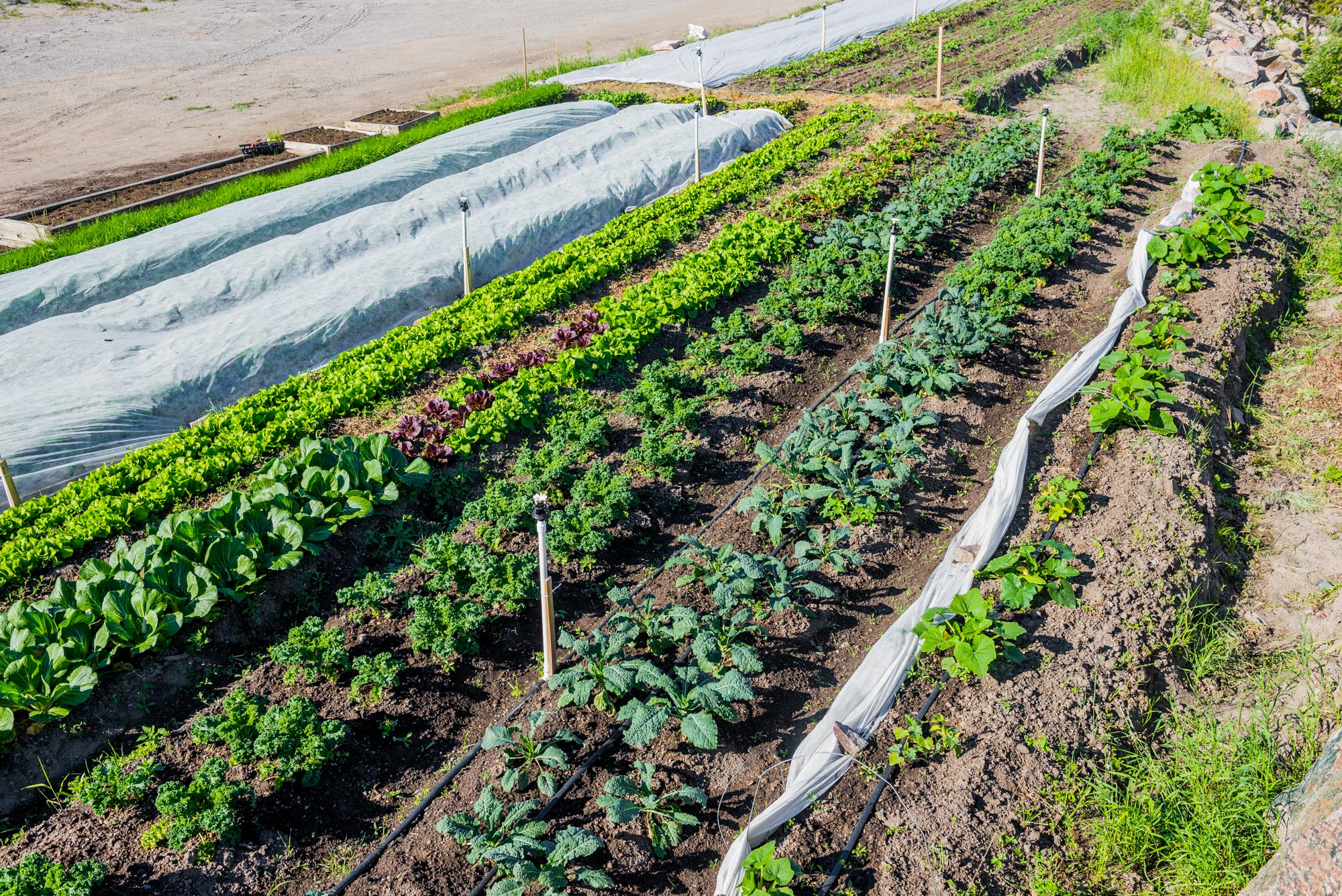 Market Garden Bush Order Provisions Ltd.