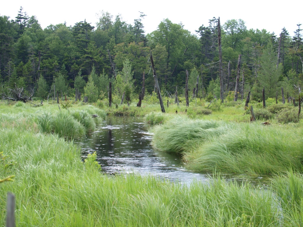 Stillwater Reservoir to Cranberry Lake Trip Bushwhacking to Upper