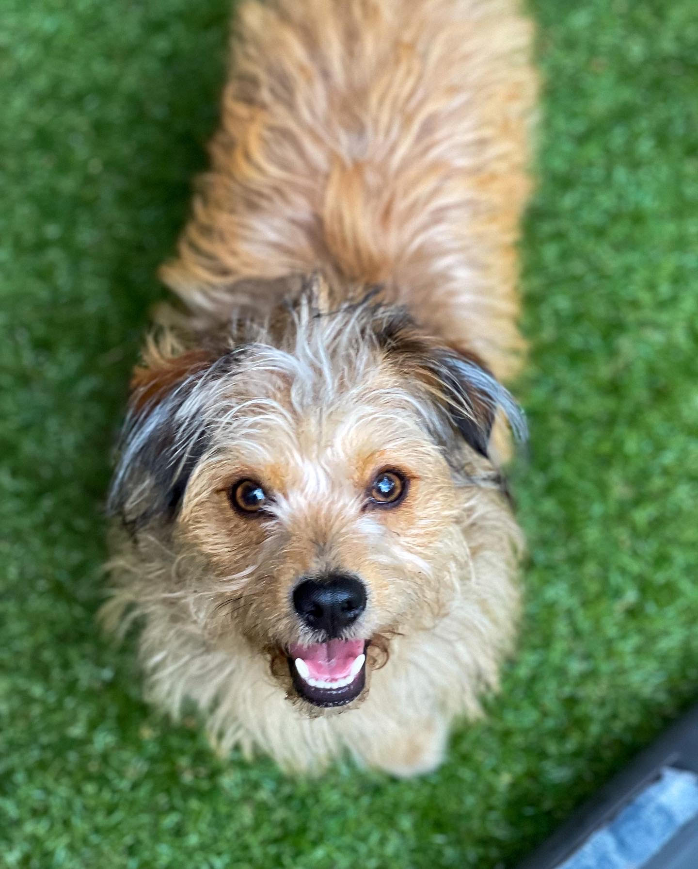 Dog Walking Prices For Bushwick and Ridgewood