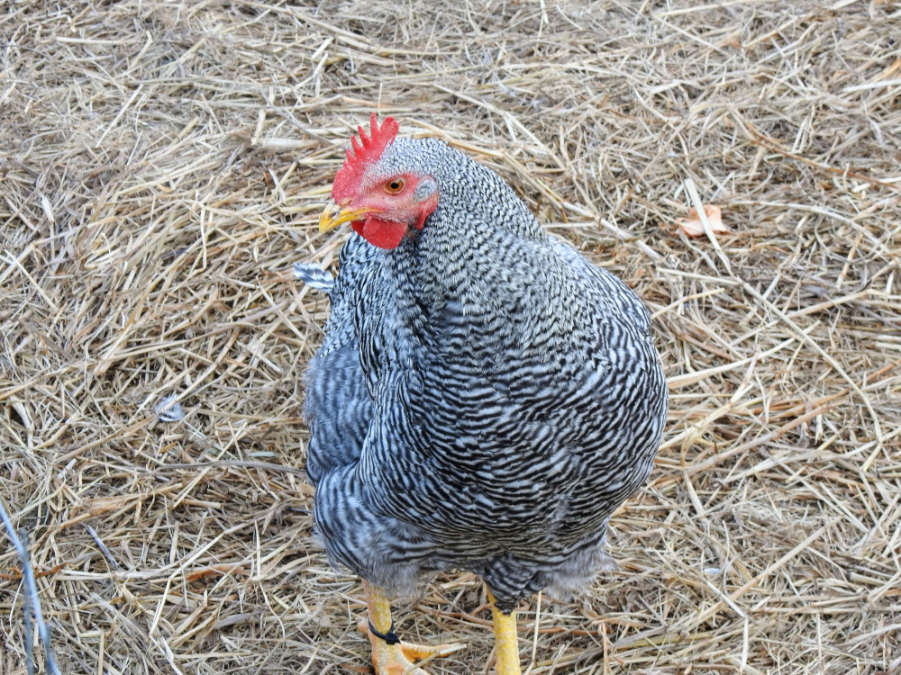 Free Range Eggs Bushwillow Croft Midrand Gauteng