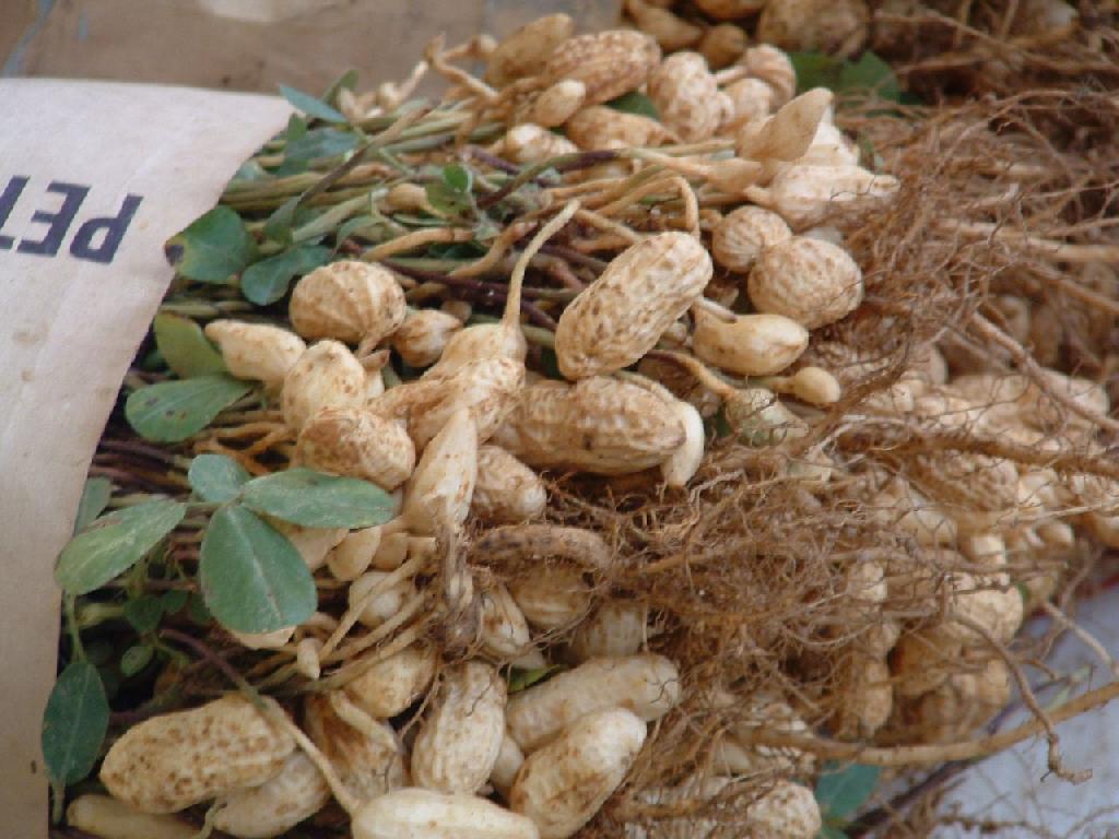 Peanut Production Guide