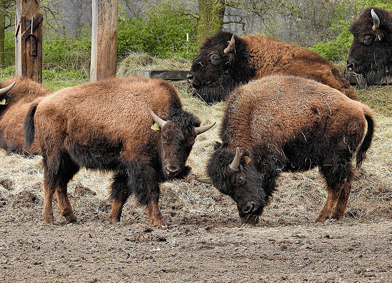 How to Start Bison Ranching in 14 Steps (InDepth Guide)