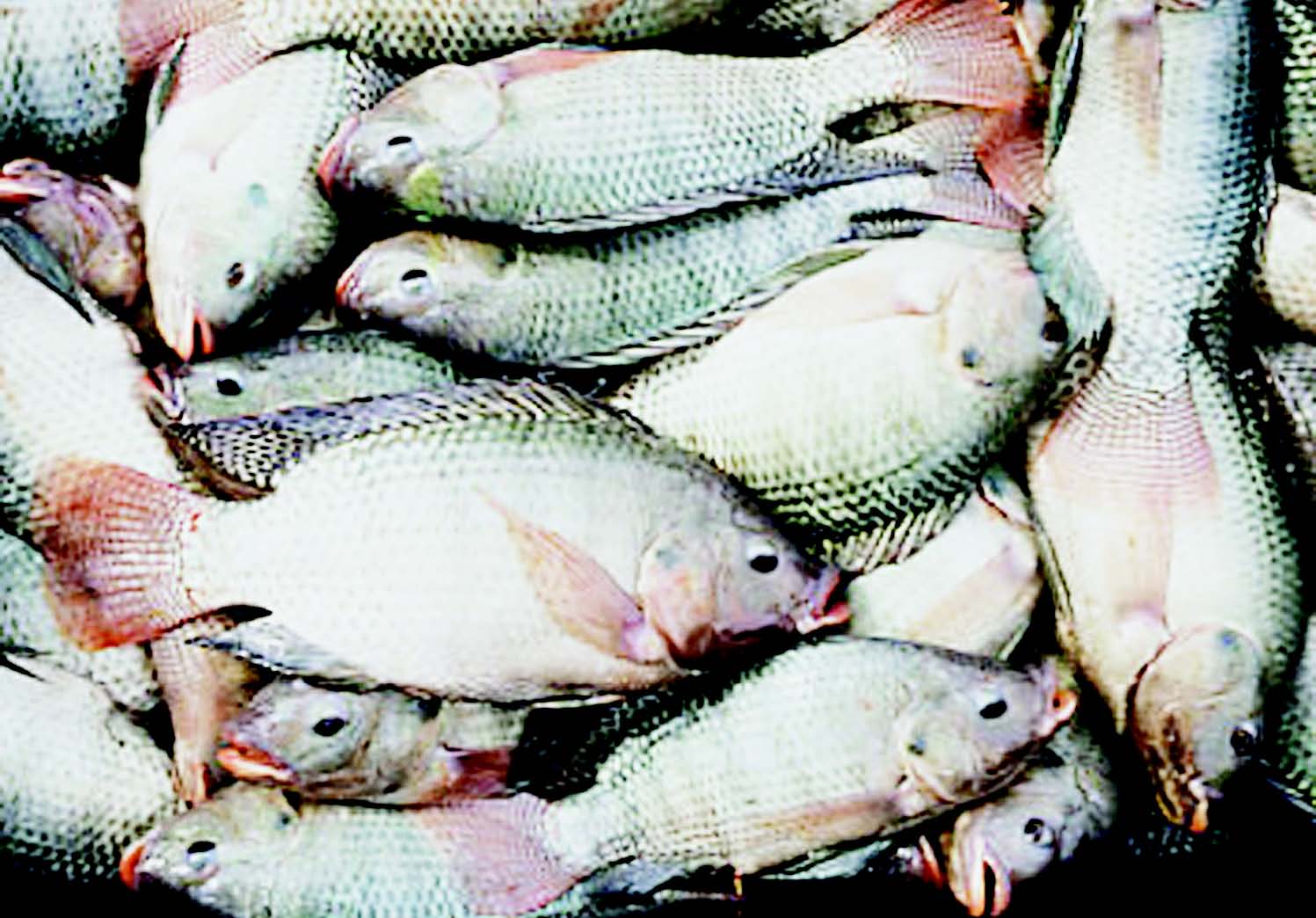 5+ Nigeria Fish References