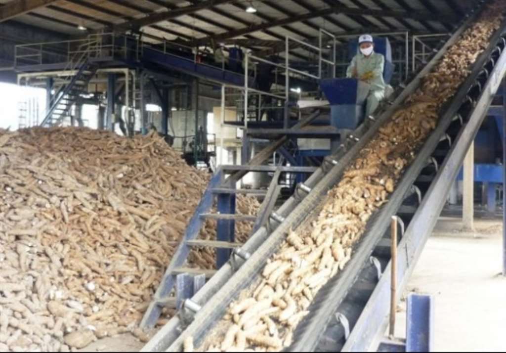 Cassava Processing Factory in Rivers Begins Operations Next Month