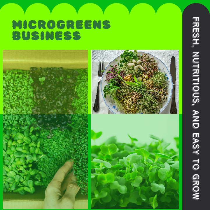 How to Start a Microgreens Business That Grows in 2023! Business Pro Planner