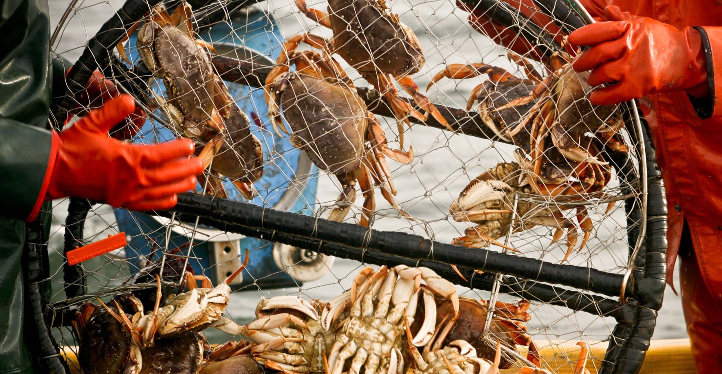 Everything You Should Know About Snow Crab Season