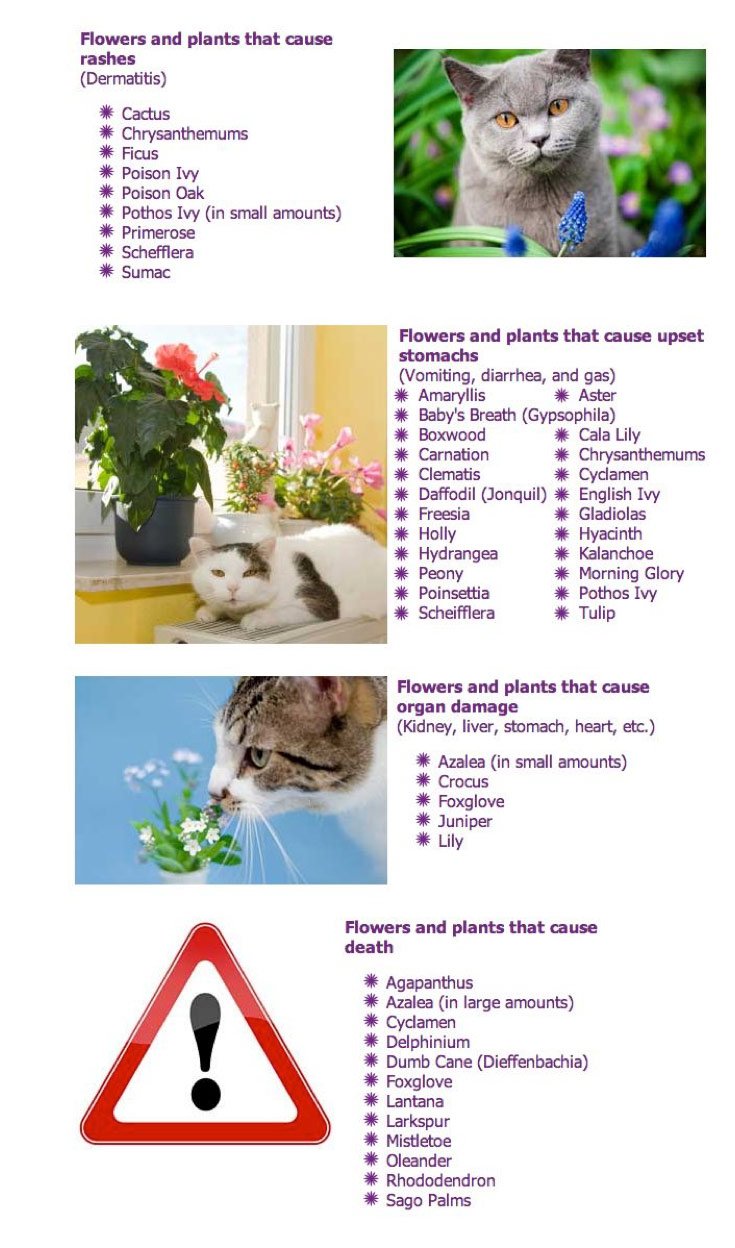 Busters Vision Increase Cat Life Expectancy & Dangers to Outdoor Cats