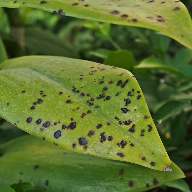 Hibiscus Diseases White Spots
