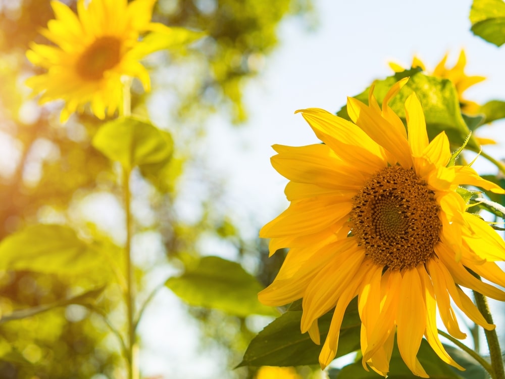 22+ Sunflower Companion Plants OuaisPaeslhi