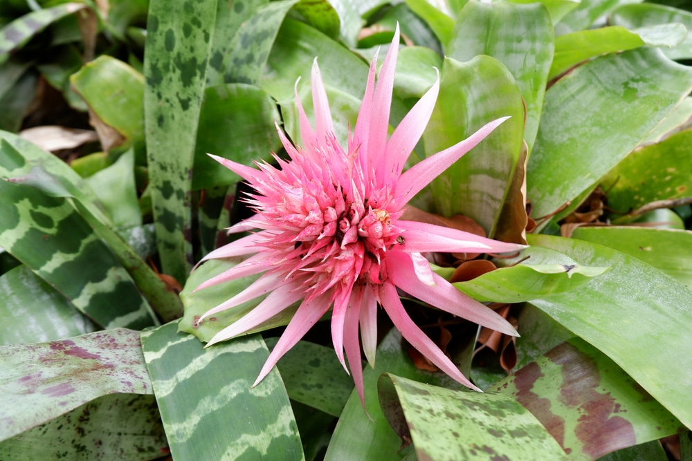 Is Bromeliad Toxic To Cats? How Protect Bromeliad From Cats? My Cat