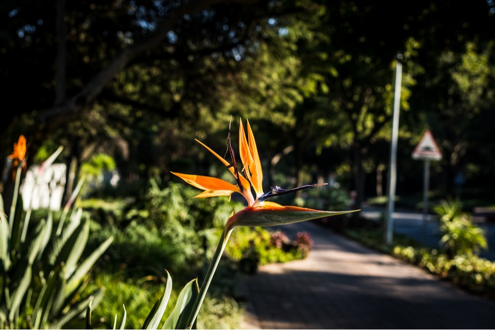 Tropical Plants For Melbourne Gardens Fasci Garden