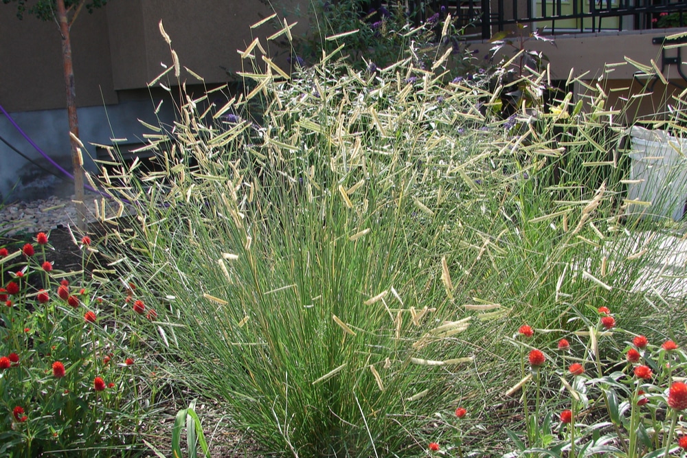 Bouteloua Gracilis Blue Grama Information Care