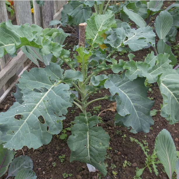 Stages Of Growing Broccoli