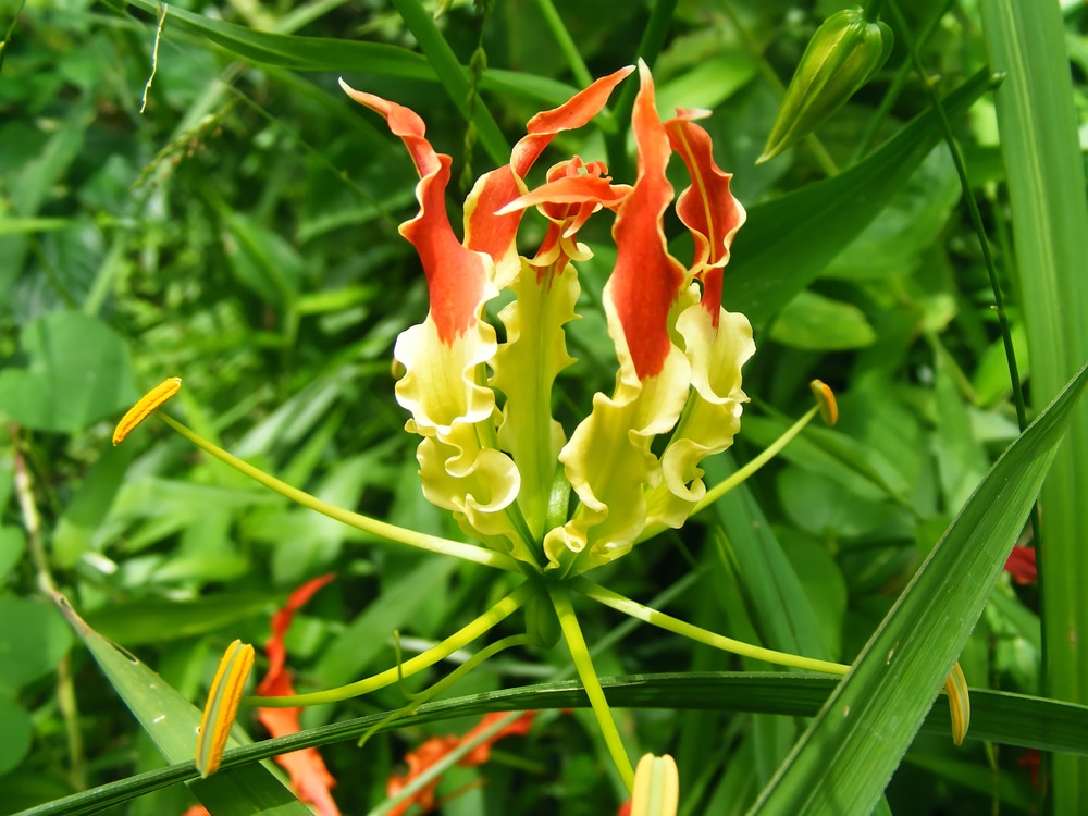 Tag Poisonous — Bustling Nest