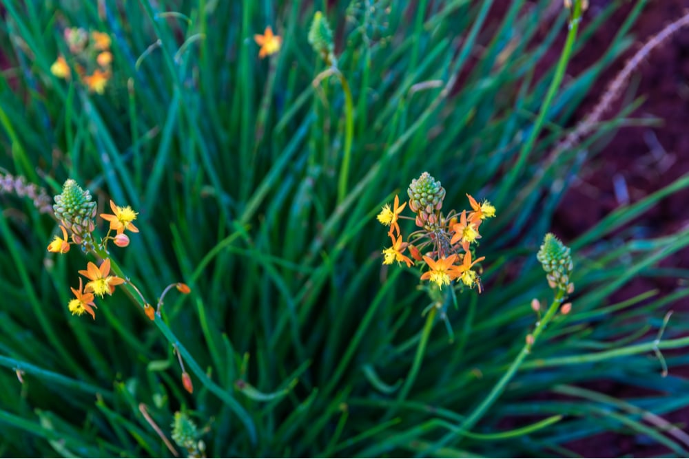 Perennial Flowers Central Florida Best Flower Site