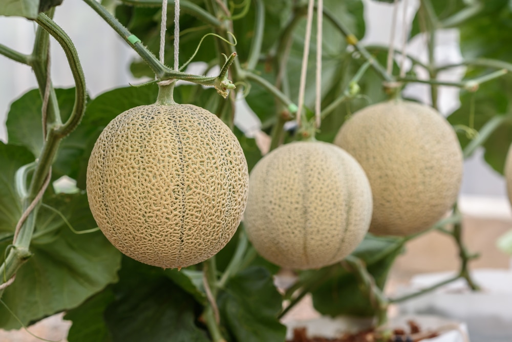 Cantaloupe Growing Stages