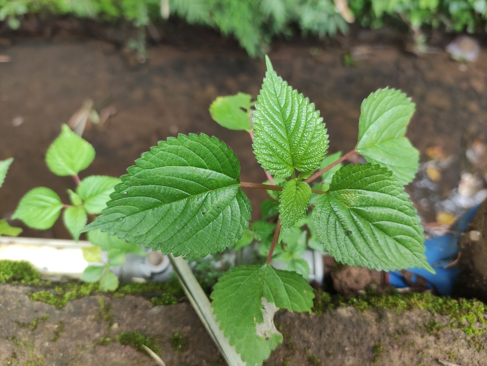 25+ Poisonous Plants In Wisconsin BekkiGwendolyn