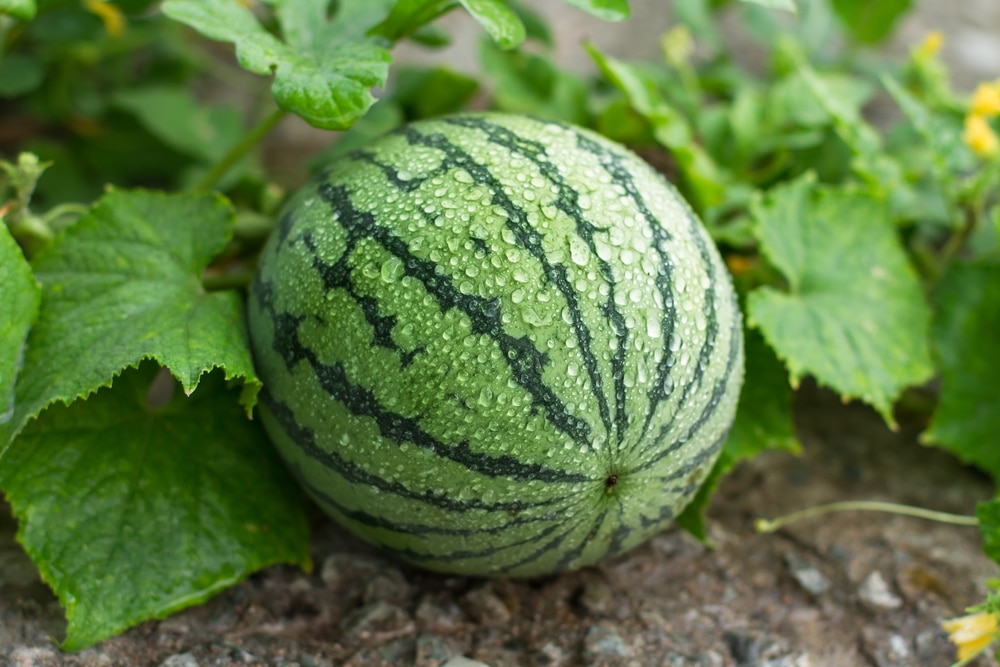 Watermelon Growing Process