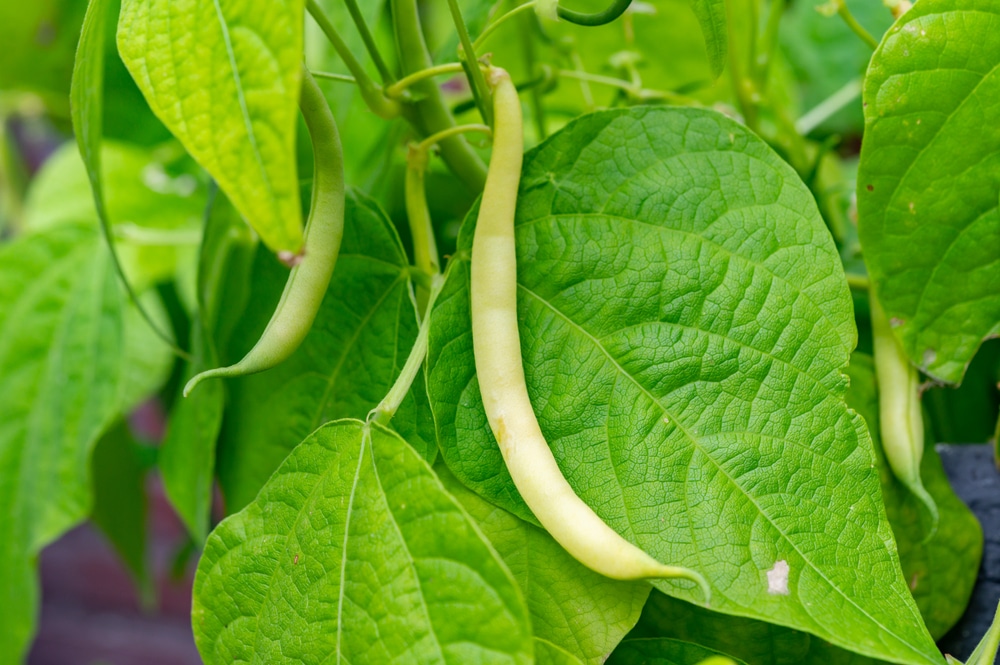 22+ Companion Plants For Beans AmbarAliyaan