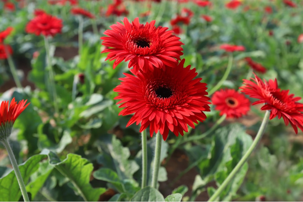 Flowers To Grow In Central Florida Best Flower Site