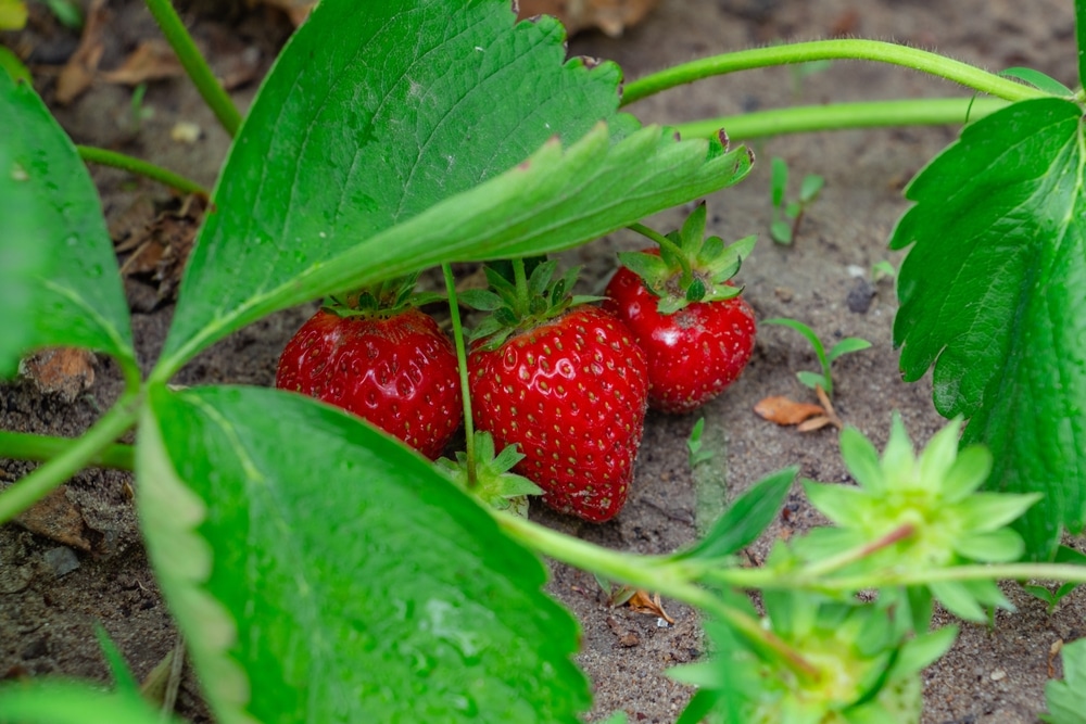 Growing Strawberry Plant Stages