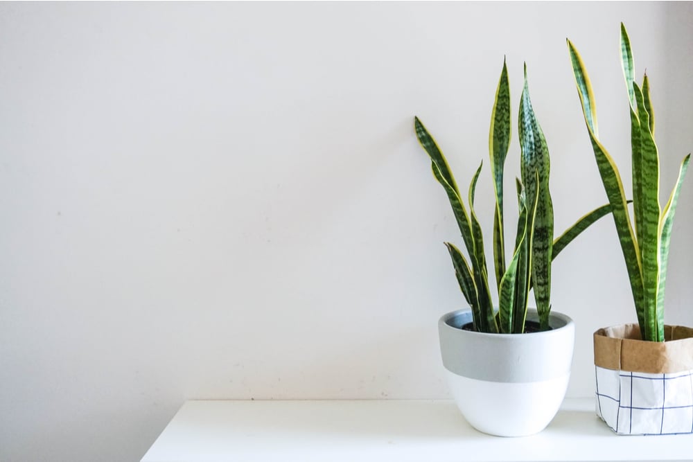 How To Repot Snake Plants Bustling Nest