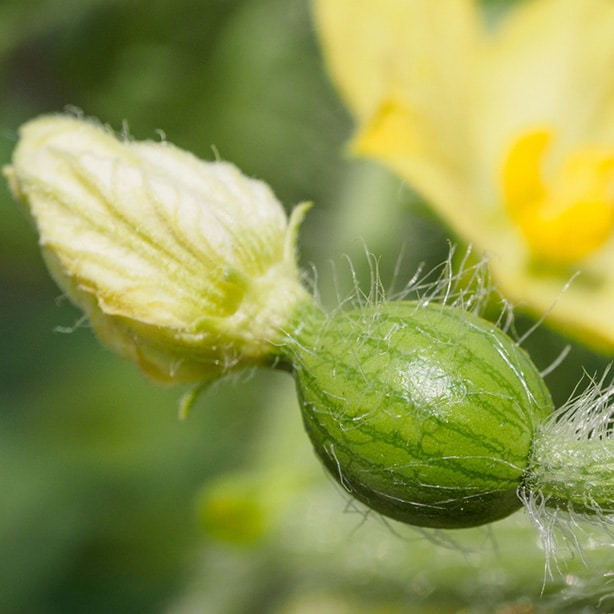 Watermelon Flower Male Female