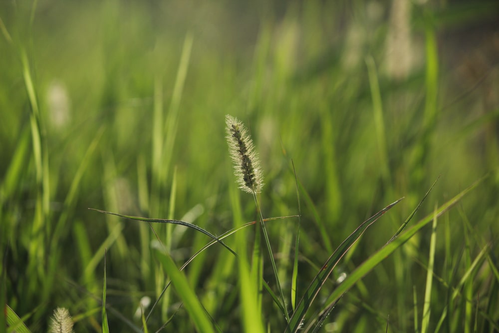 Carpet Grass Weed