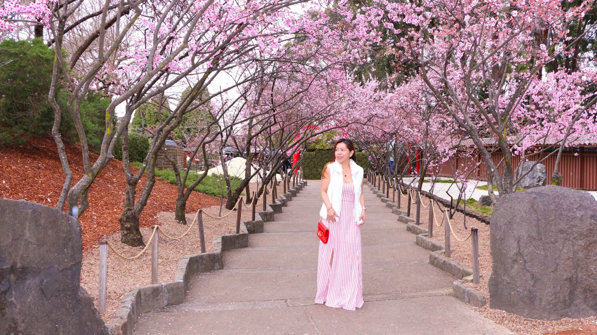 Where to find Cherry Blossoms in Sydney Busy And Fab