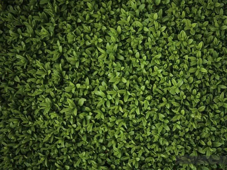 17 Best Quick Growing Plants for Privacy & Screening