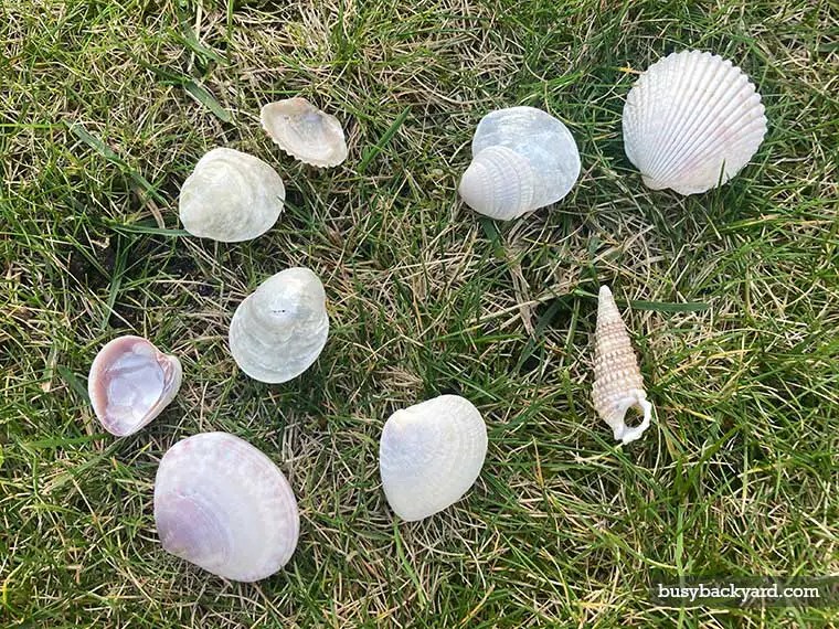 Why Are There Seashells in My Backyard or Garden? (Answer)