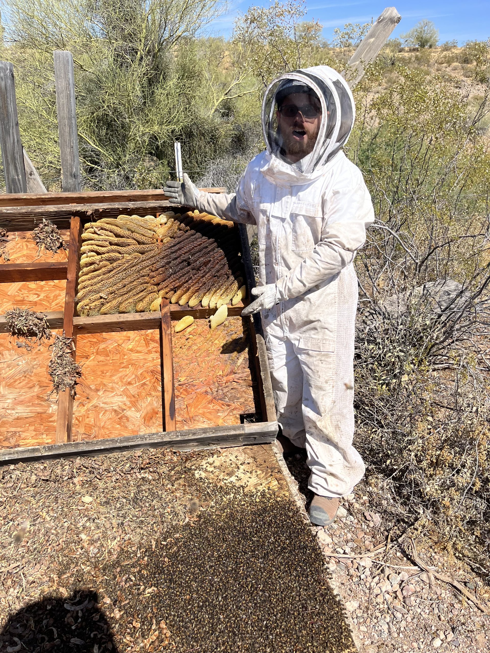 Wasp Removal Busy Bee Pest Control Solutions