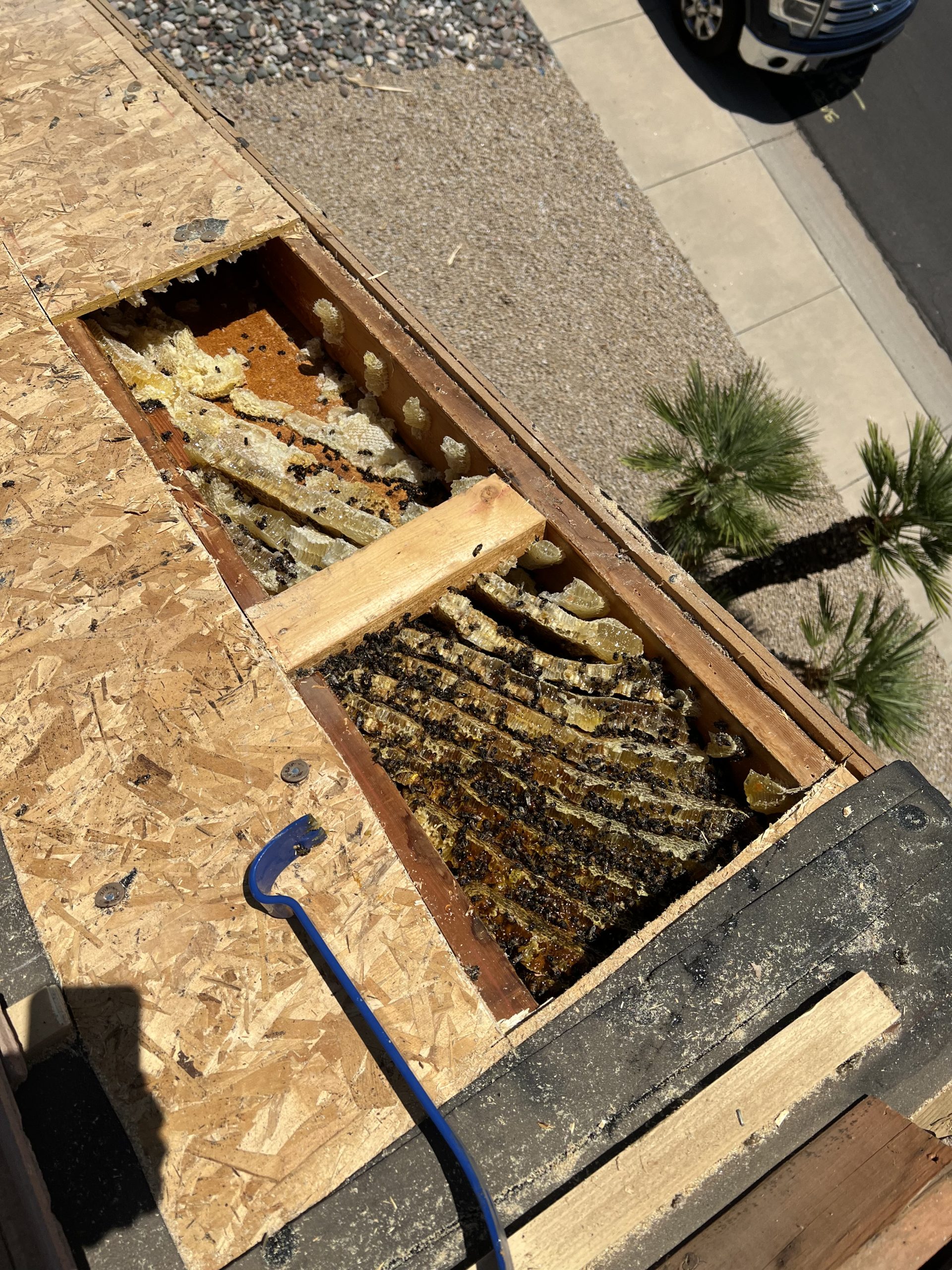 Wasp Removal Busy Bee Pest Control Solutions