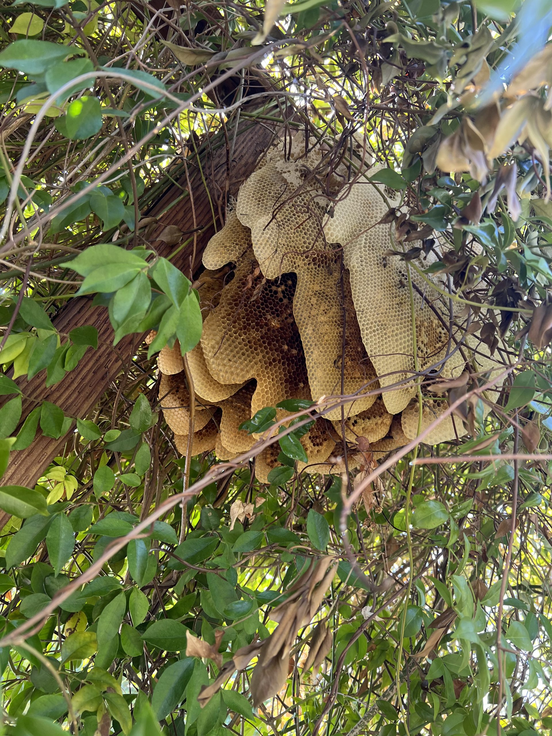 Wasp Removal Busy Bee Pest Control Solutions