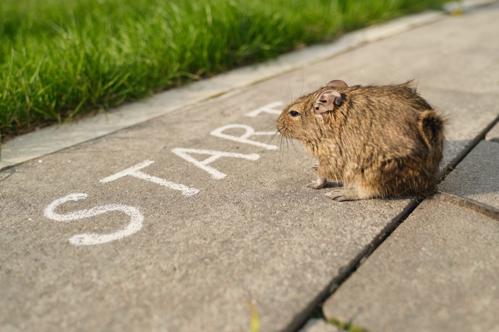 Do You Need a Rodent Control Expert? Busy Bee Pest Solutions
