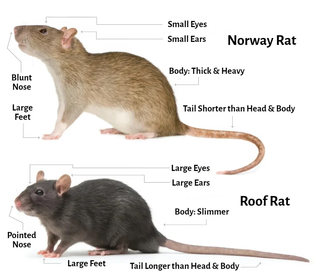 Roof Rat In Attic 9 Signs Next Steps Phoenix Guide Busy Bee