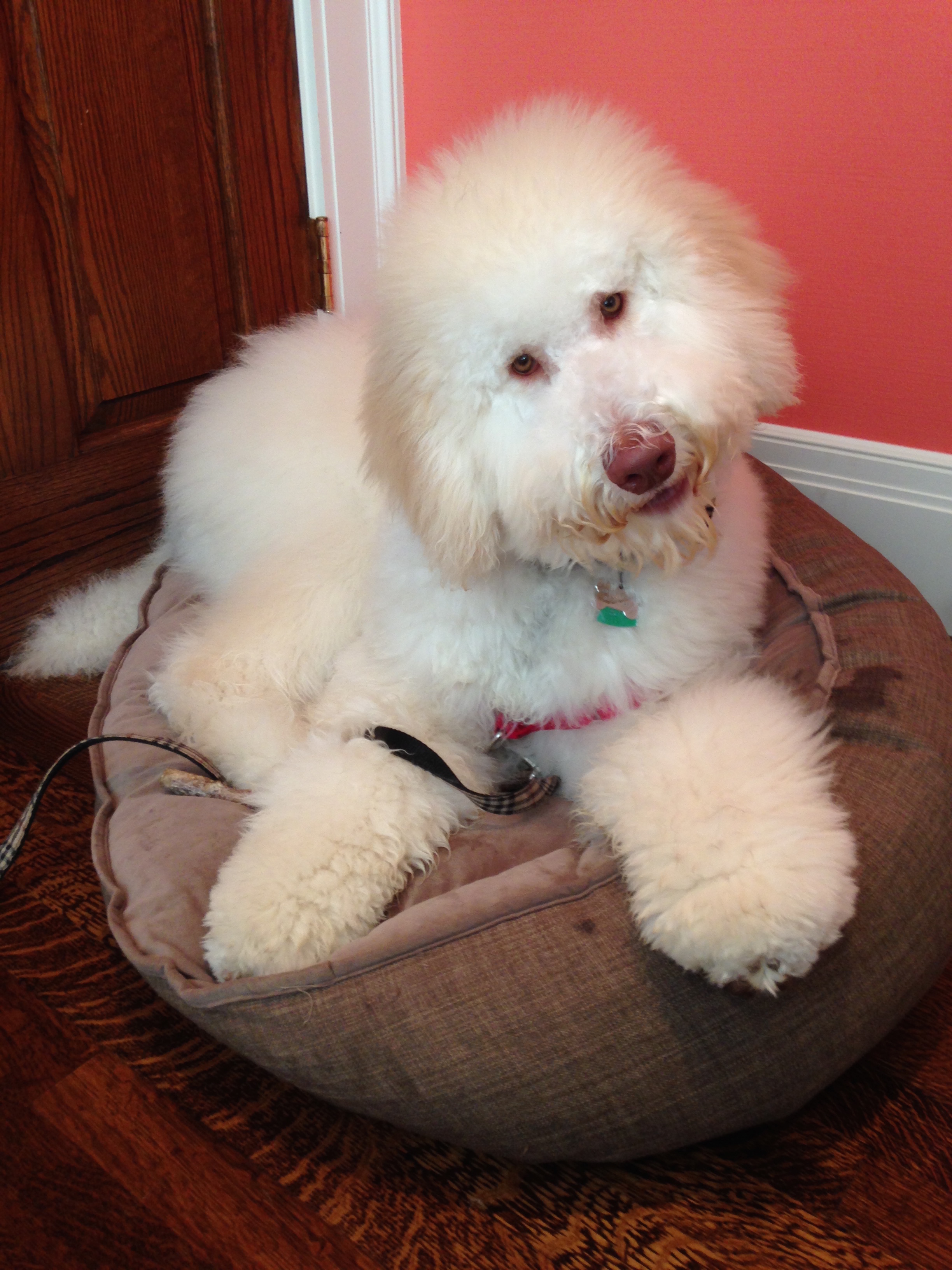 Bentley Performs His Interpretive Dance Titled, “Heat, Stop It! You’re