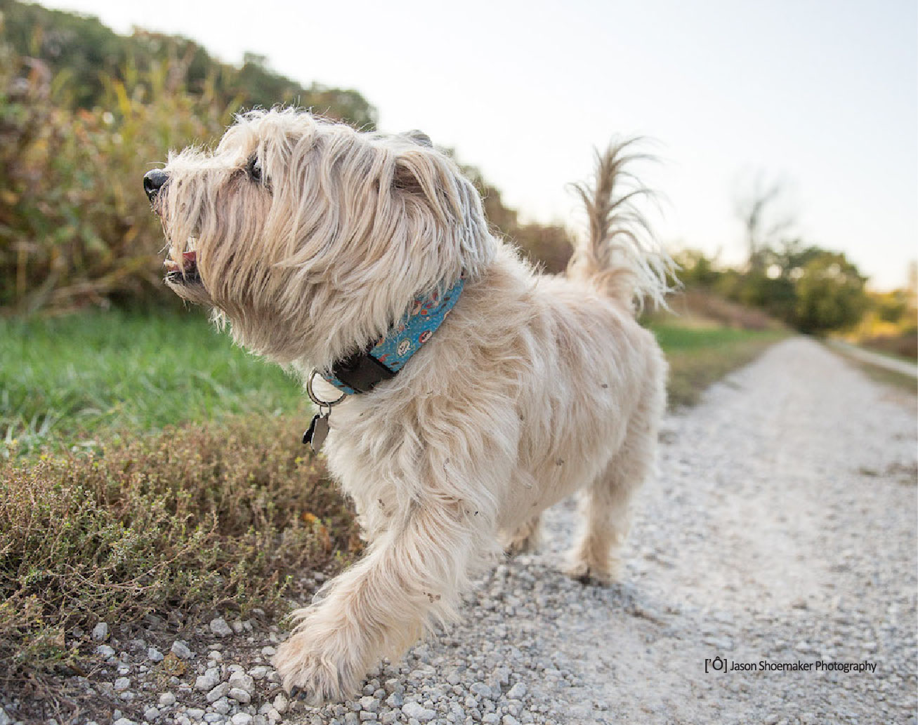 Dog Walking Rates Kansas City