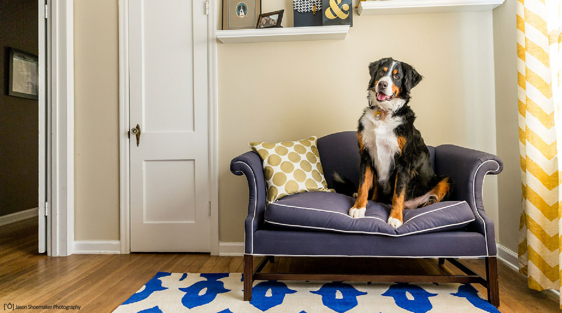 Kansas City Pet Sitting, Dog Walking, Pet Taxiing & Home Checks