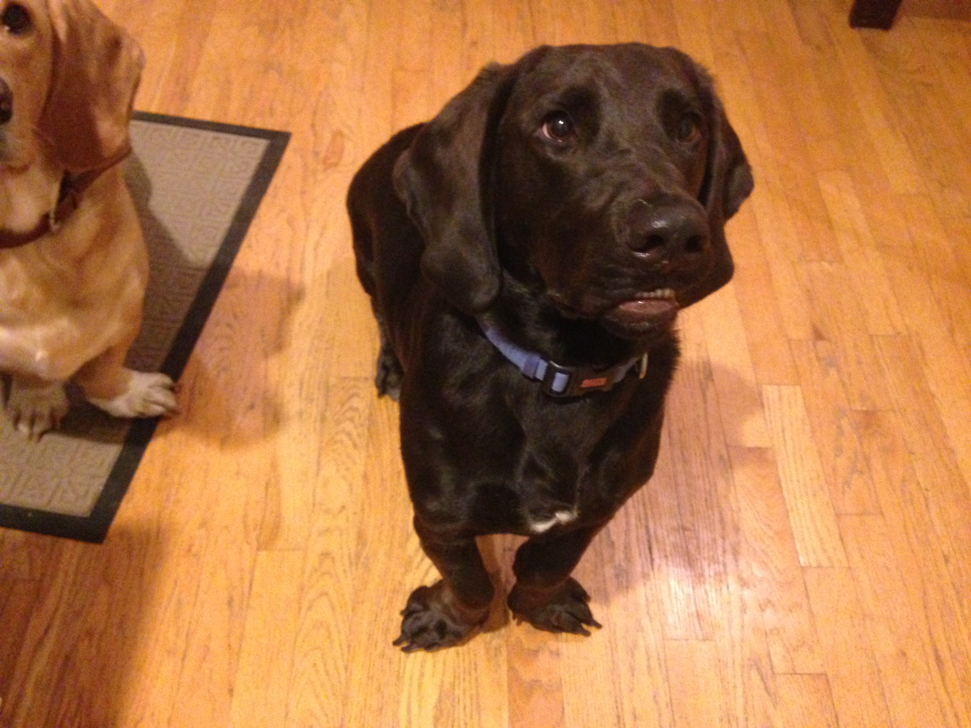 This Is Very Serious Stuff! • Busy Paws LLC