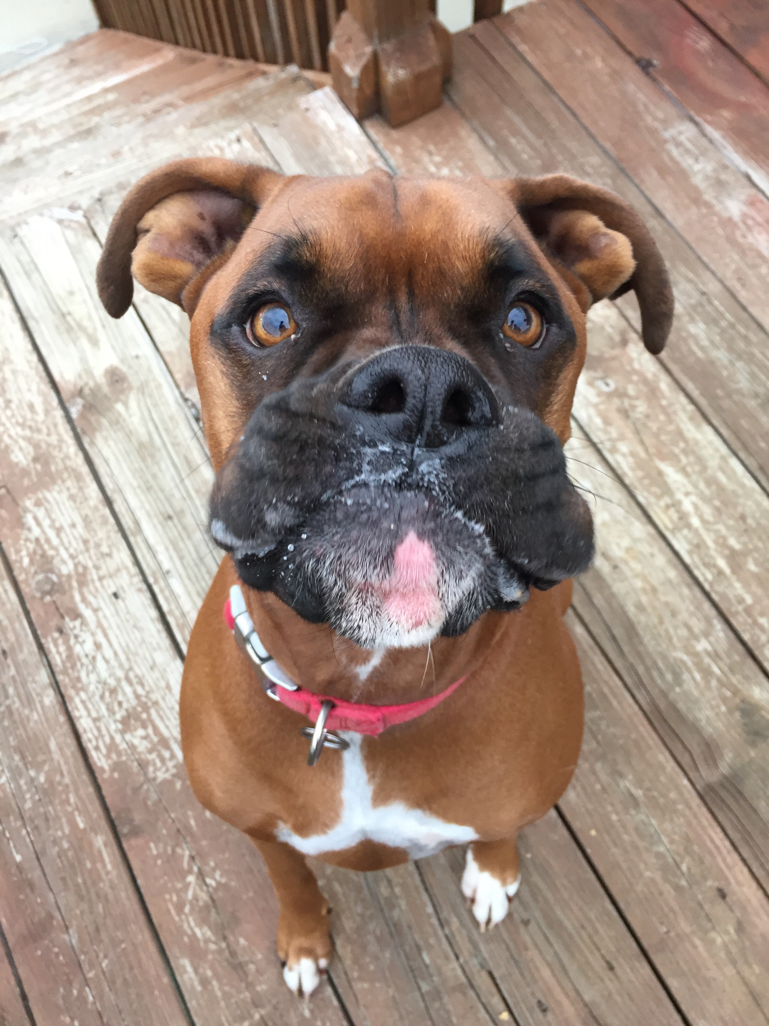 Bitter Beer Face? • Busy Paws LLC