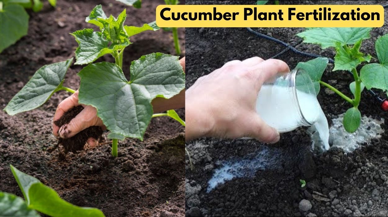 Cucumber Plant Fertilization A Guide for Healthy Growth BusyYard