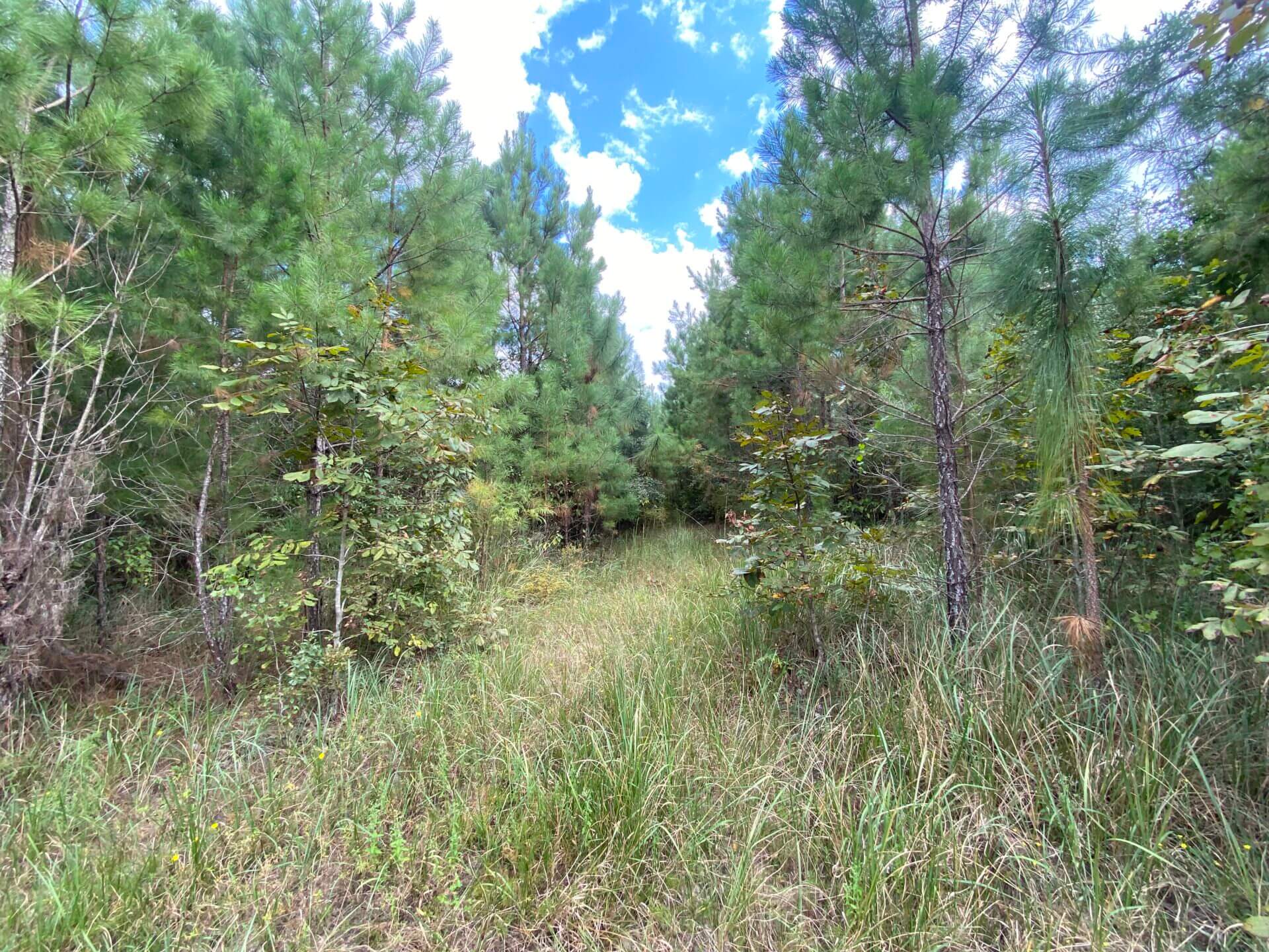 HOWARD MORRIS 19 ACRES MOBILE COUNTY, ALABAMA Butler Land & Timber Co