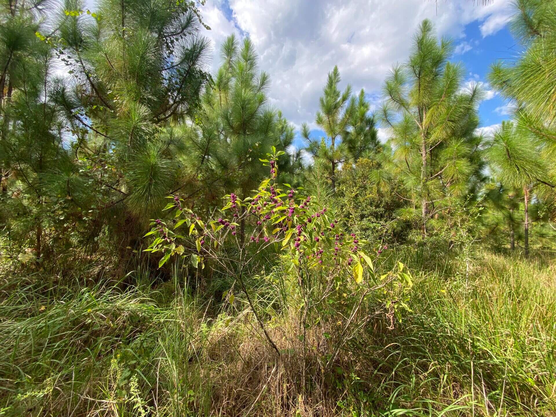 HOWARD MORRIS 20 ACRES MOBILE COUNTY, ALABAMA Butler Land & Timber Co
