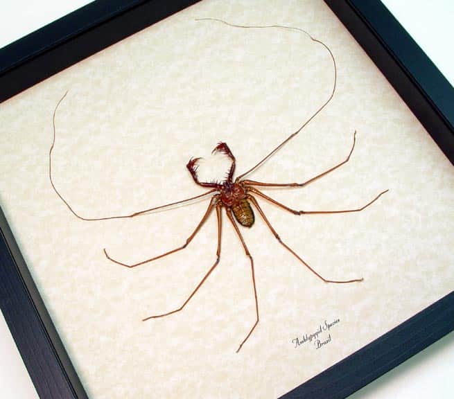African Cave Dwelling Spider Meme Painted