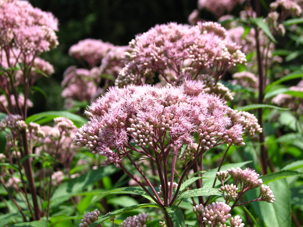 Joe Pye Weed is the Queen of the Meadow Butterfly Lady